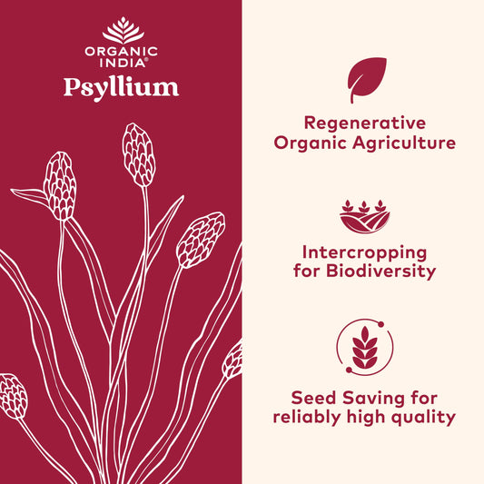 Organic India Psyllium Herbal Powder – Whole Husk Fiber, 12 oz Canister, 3 Pack | Keto, Vegan, Gluten-Free, USDA Organic