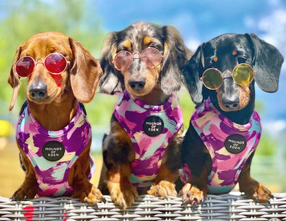 'Blush it Off' - Pink, Purple, Pastel Mint & Lemon Camo Pattern Dog Harness