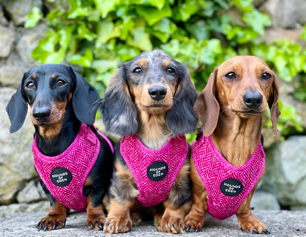 'Bella' - Pink Herringbone Dog Harness