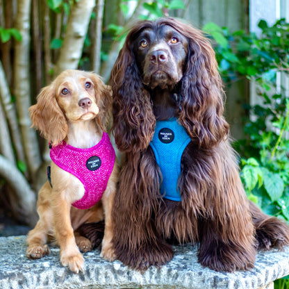 'Bruce' - Blue & Teal Herringbone Dog Harness